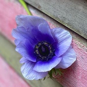 Meet your Posher, Lillian